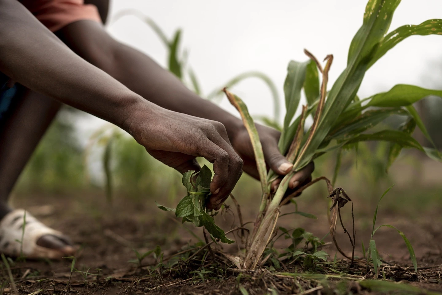 Agriculture
